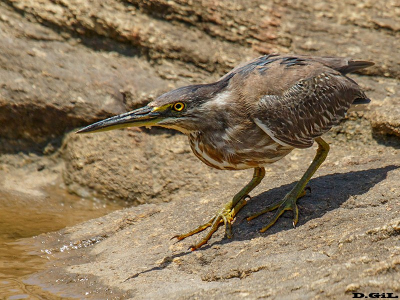 GARCITA AZULADA (Butorides striata) - Puerto del Buceo - MONTEVIDEO (Febrero 2013)